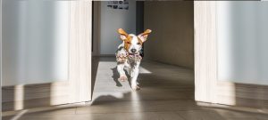 Best Smart Home Devices for Pet Owners