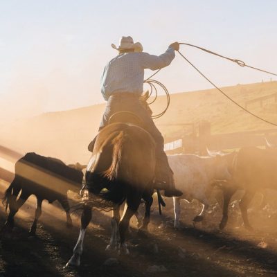 A cowboy on a horse throws a lasso at cattle.